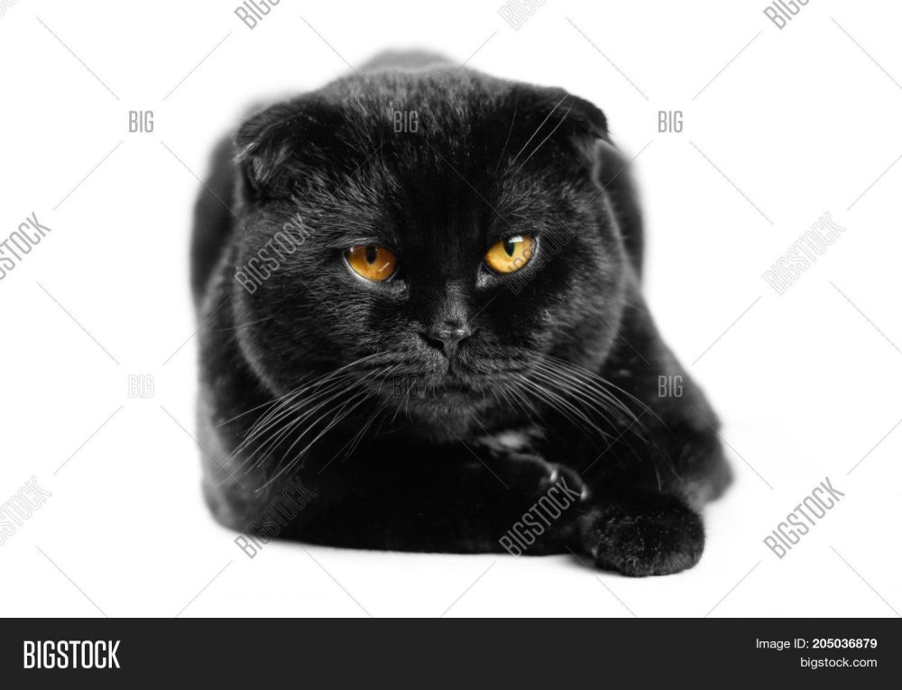 Чёрный вислоухий кот с жёлтыми глазами