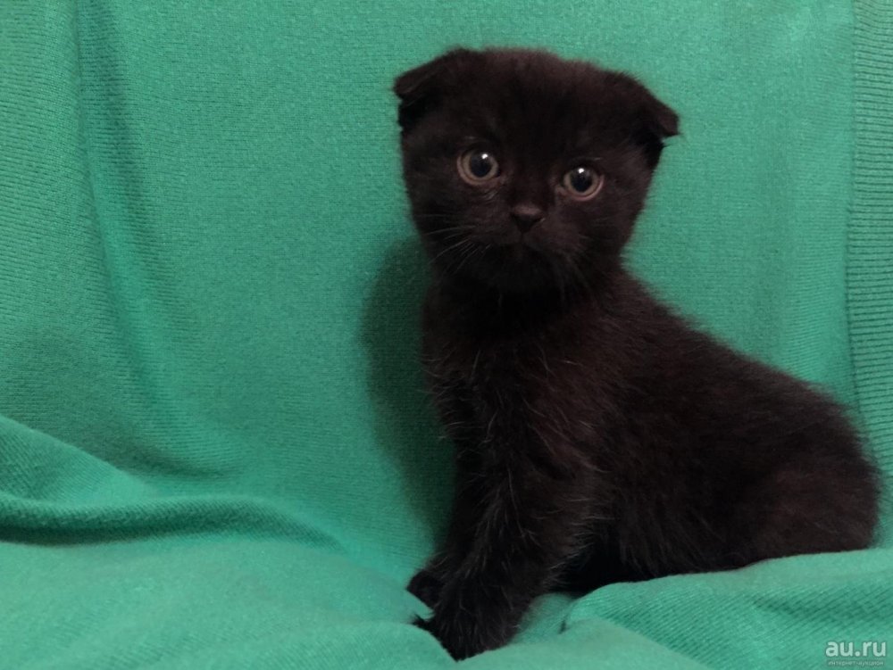 Черные Шотландские вислоухие котята