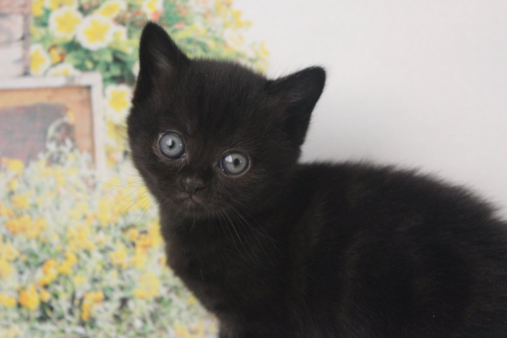 Питомник черных вислоухих котят