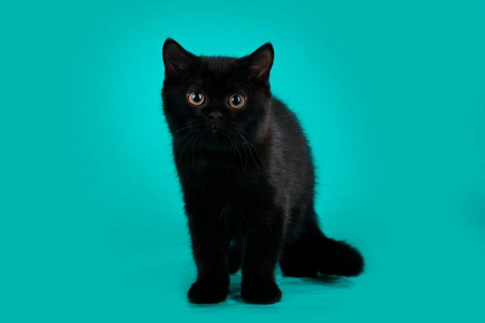 Британец кошка черная