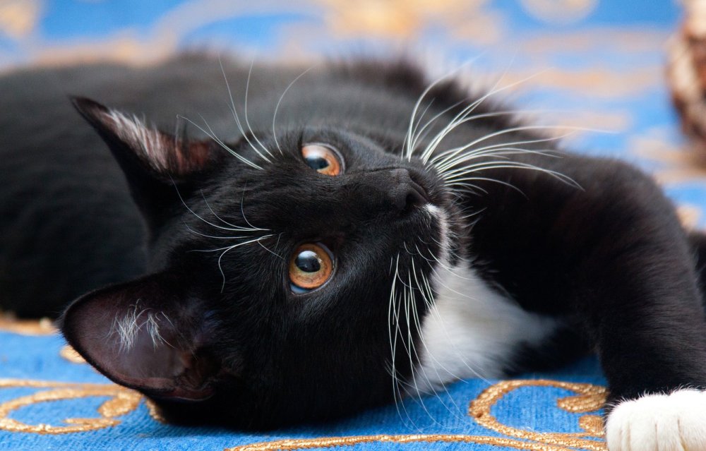 Картинки на рабочий стол