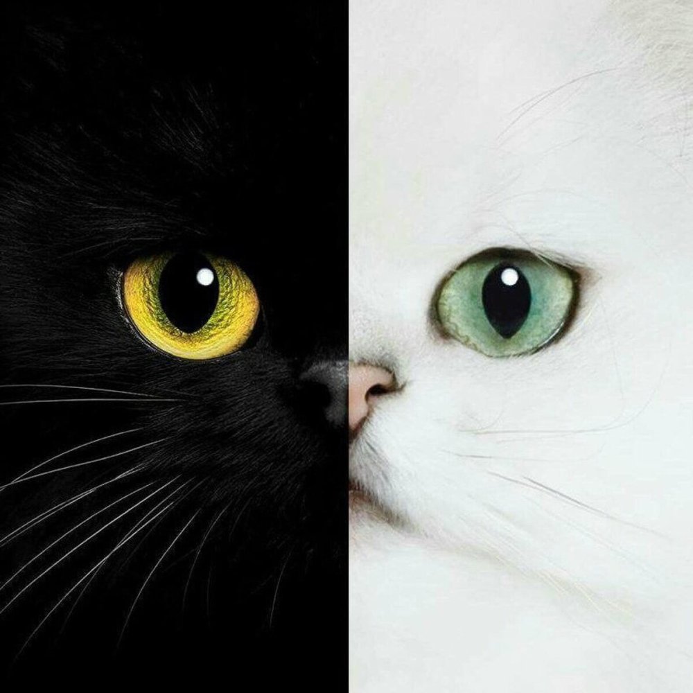 Котики черный и белый