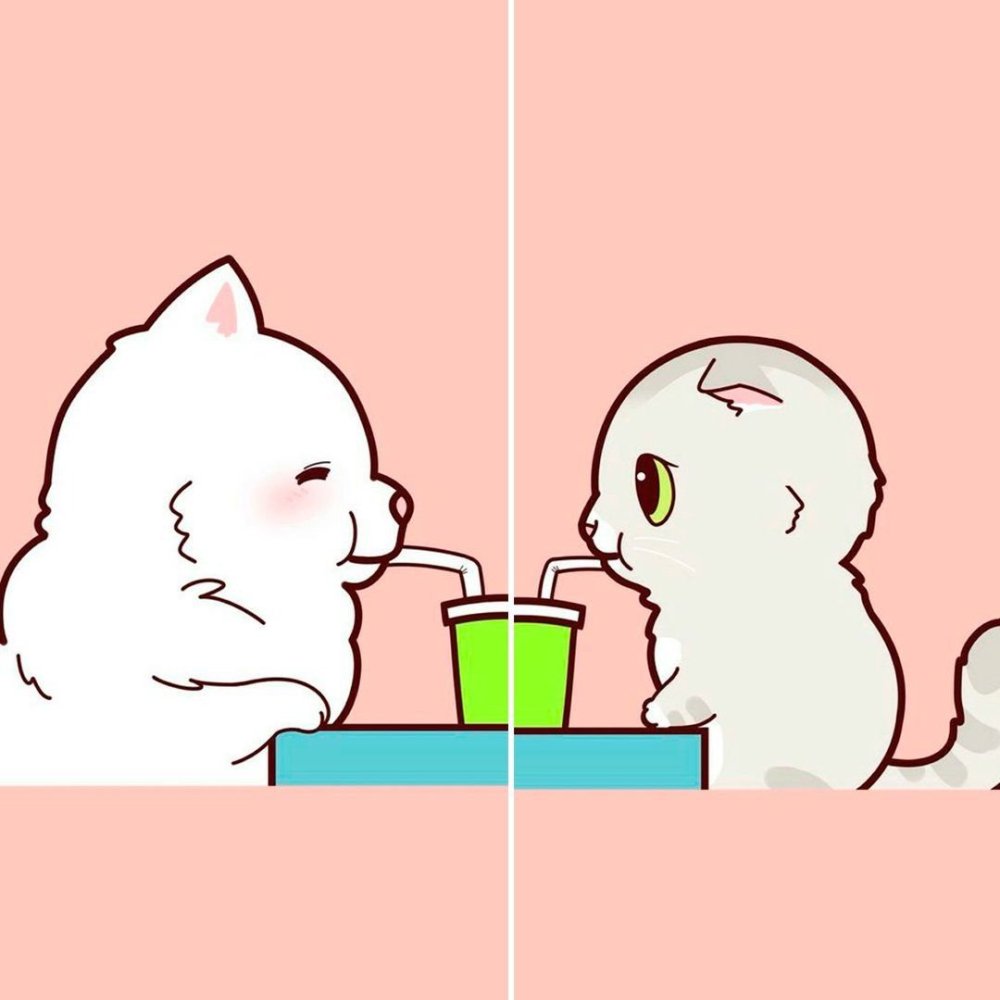 Парные обои с котиками