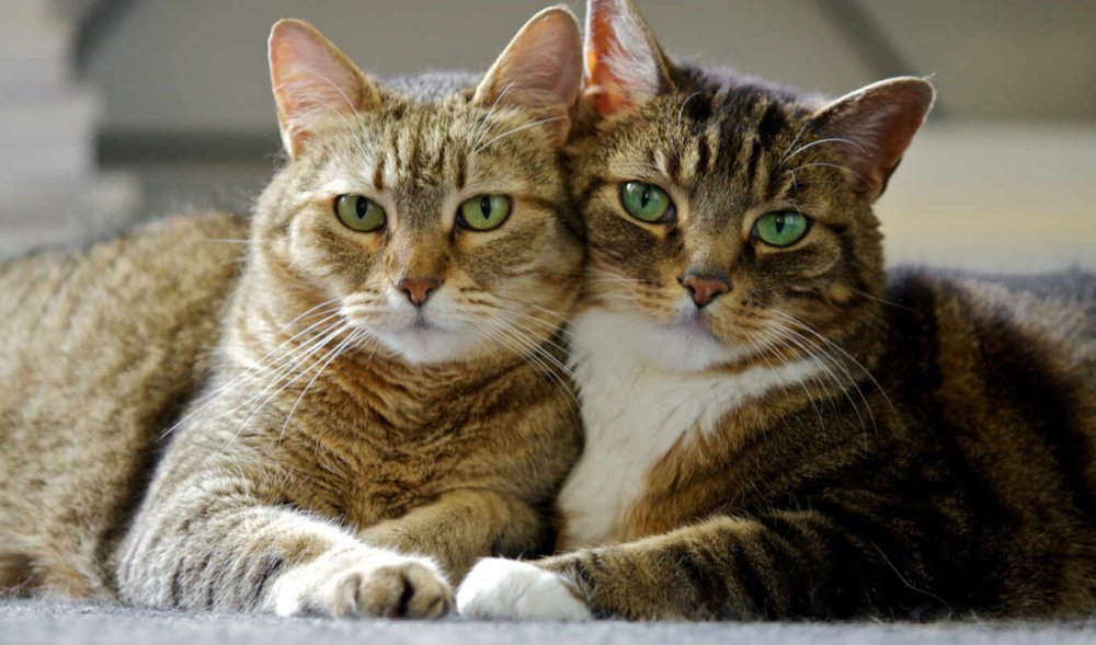 Котики вместе