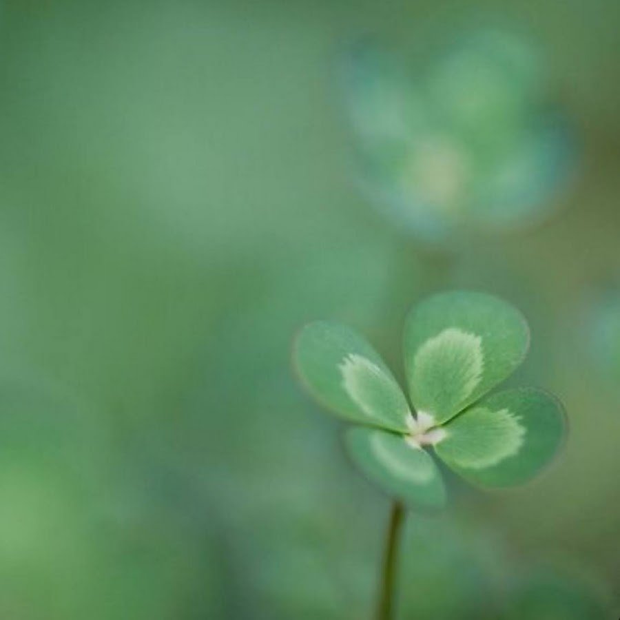 Зеленый Клевер четырехлистный
