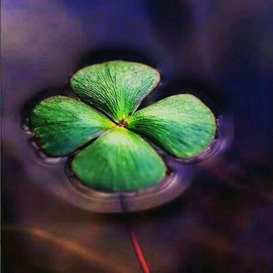 Клевер с 4 лепестками