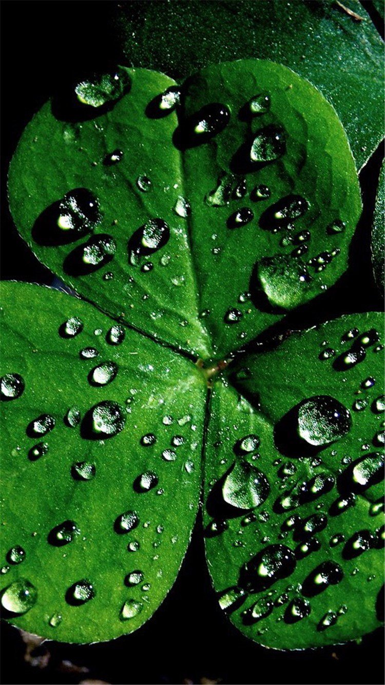 Клевер с росой