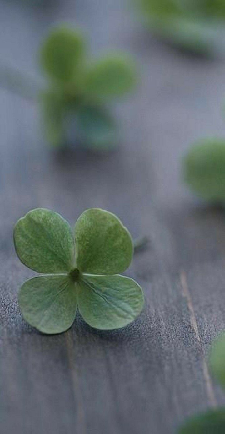Четырехлистный Клевер Эстетика