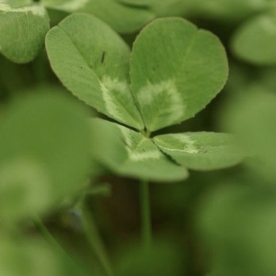 Росток клевера