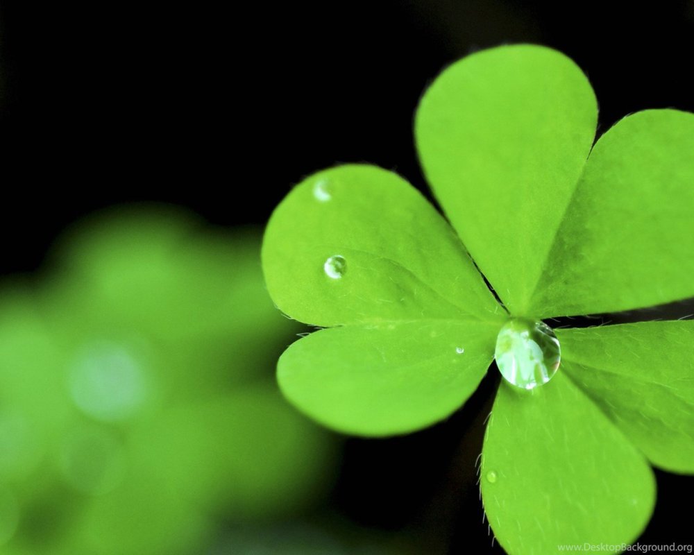 Красный четырехлистный Клевер