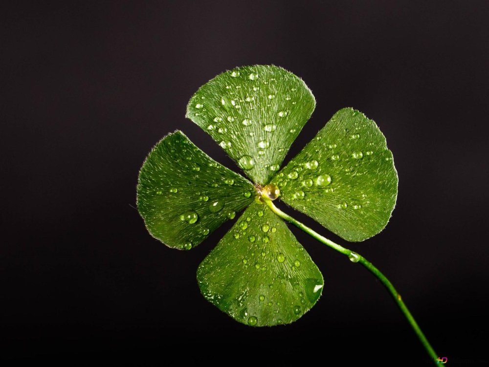 Четырехлистный Клевер поле