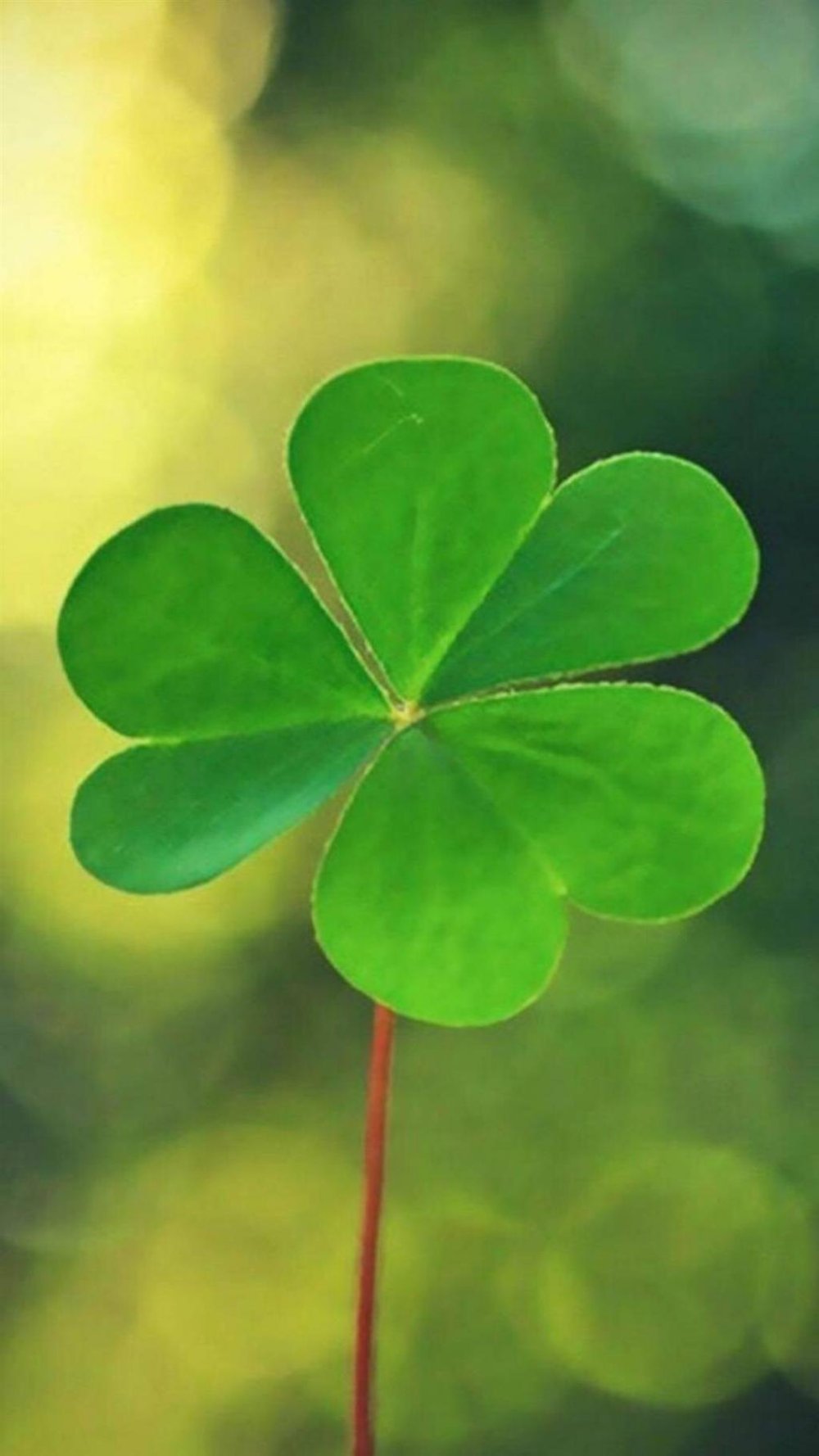 Ирландский Клевер четырехлистный