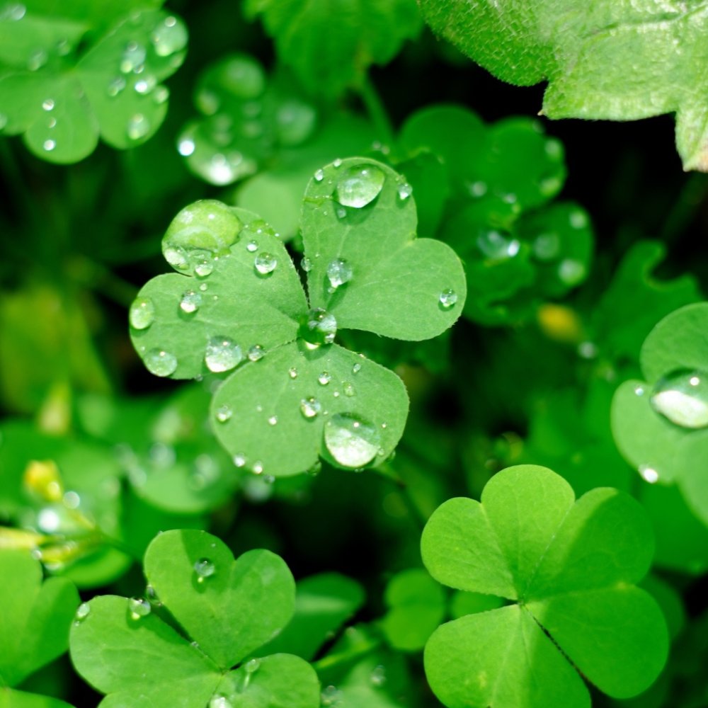 Четырехлистный Клевер на удачу