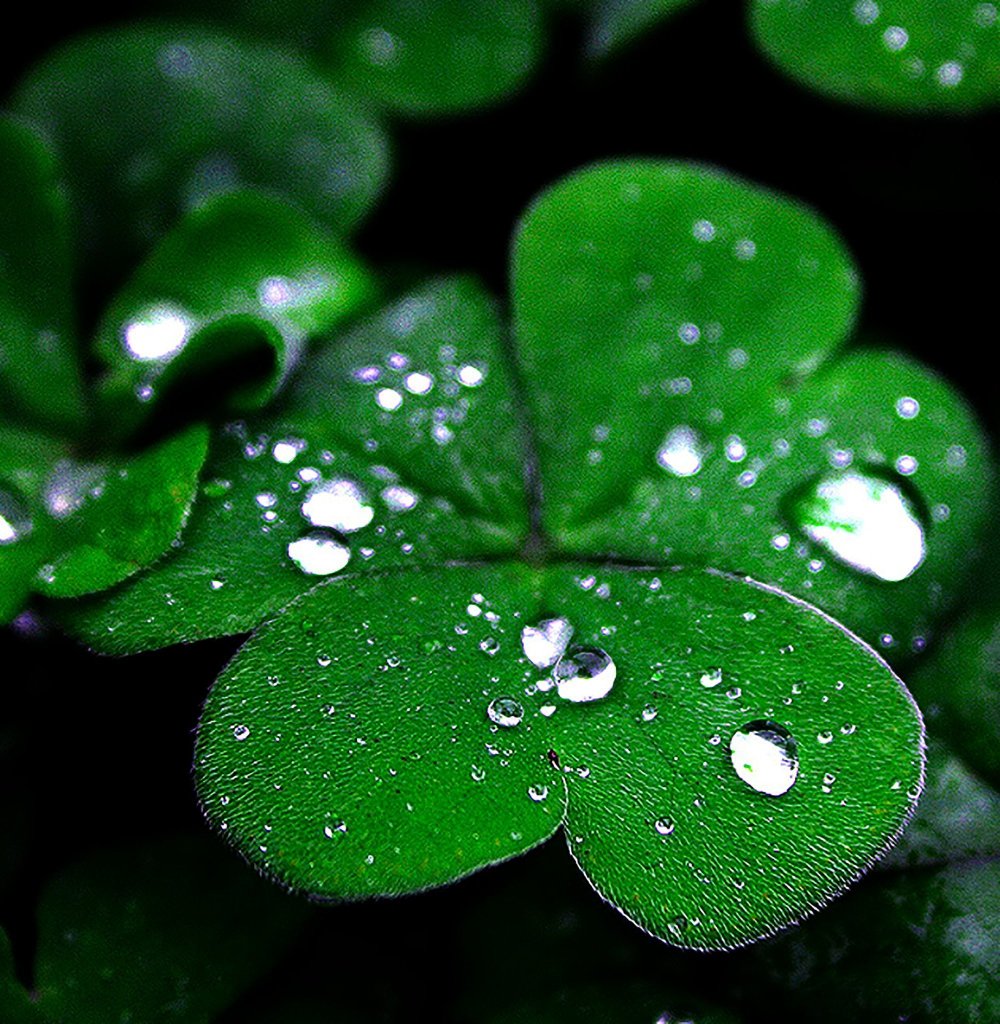 Четырехлистный Клевер и роса