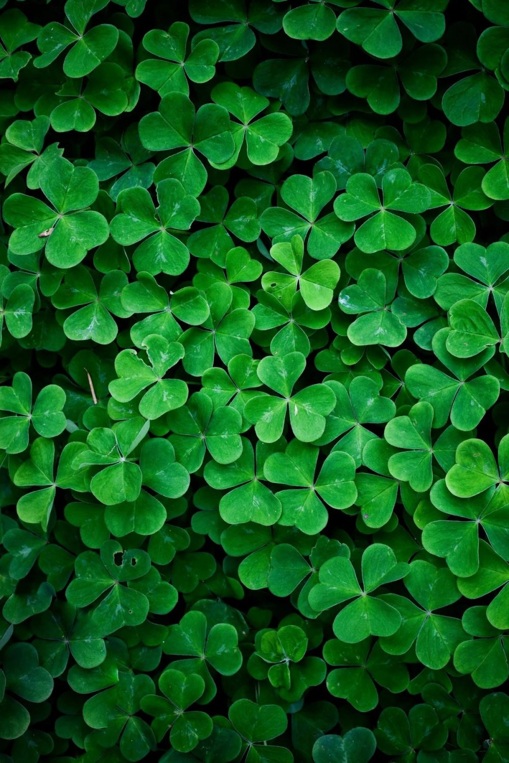 Четырёхлистный Клевер символ удачи