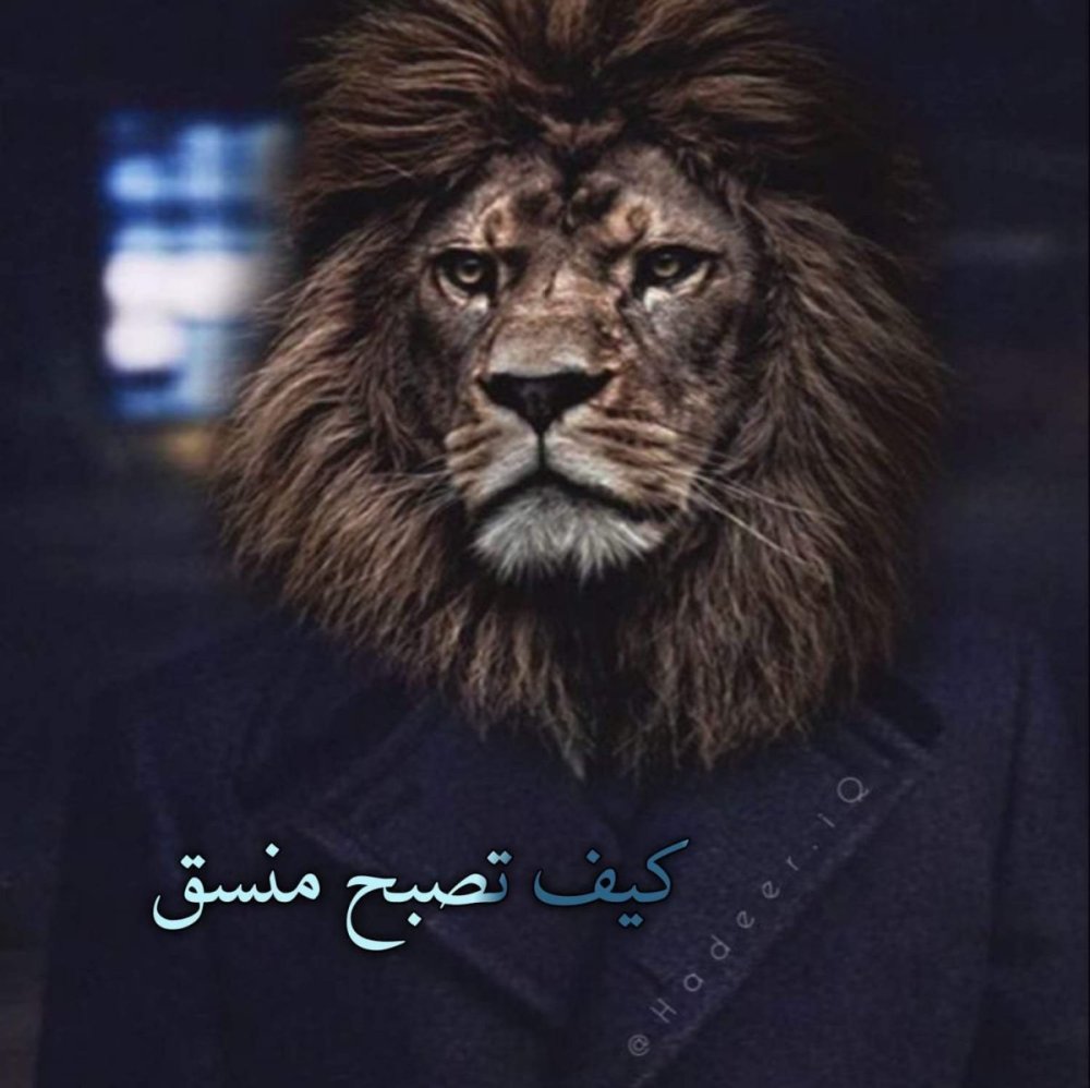 Лев из рекламы Мерседес