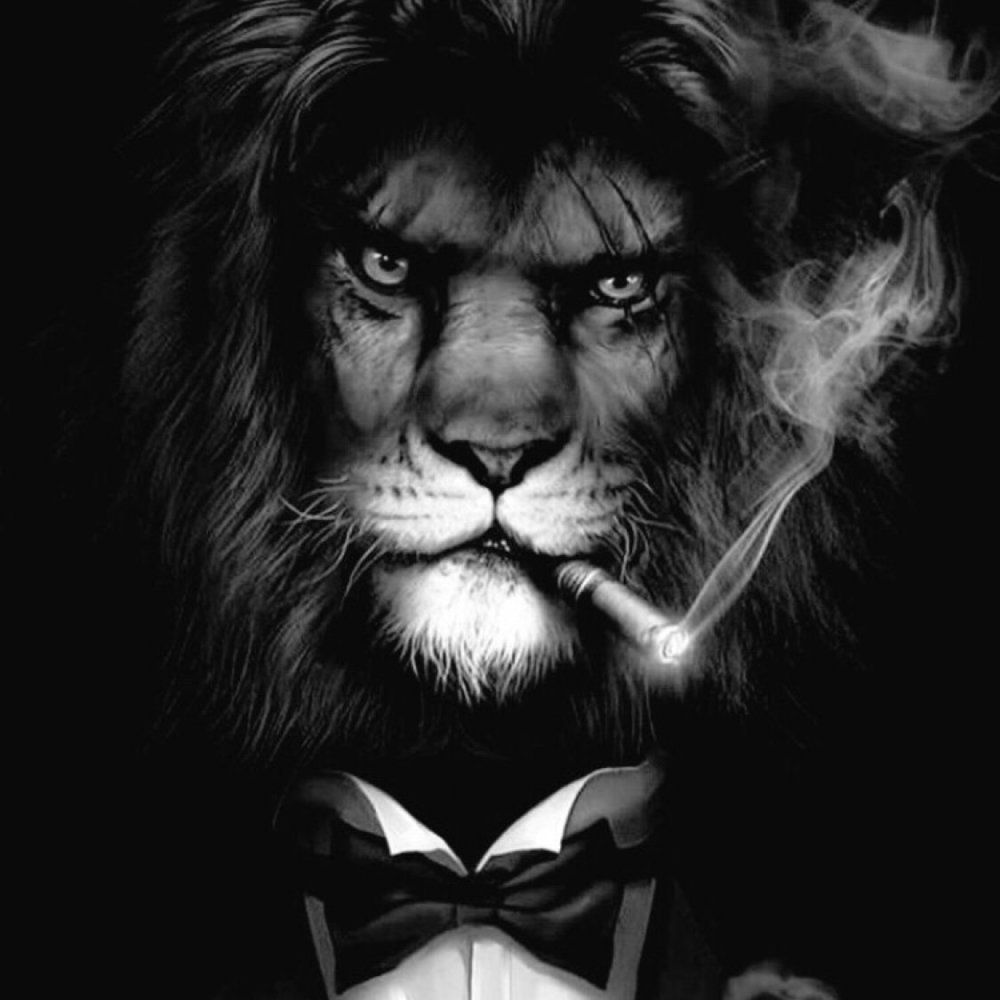 Медведь в смокинге