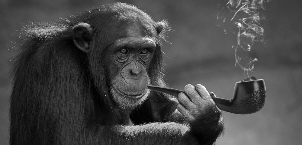 Обои на телефон обезьяны