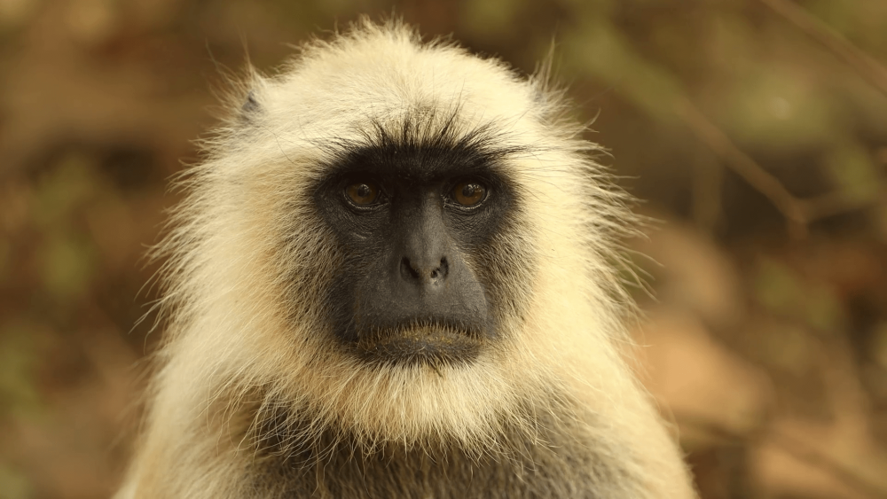 Обезьяна с черной мордой и светлым мехом фото