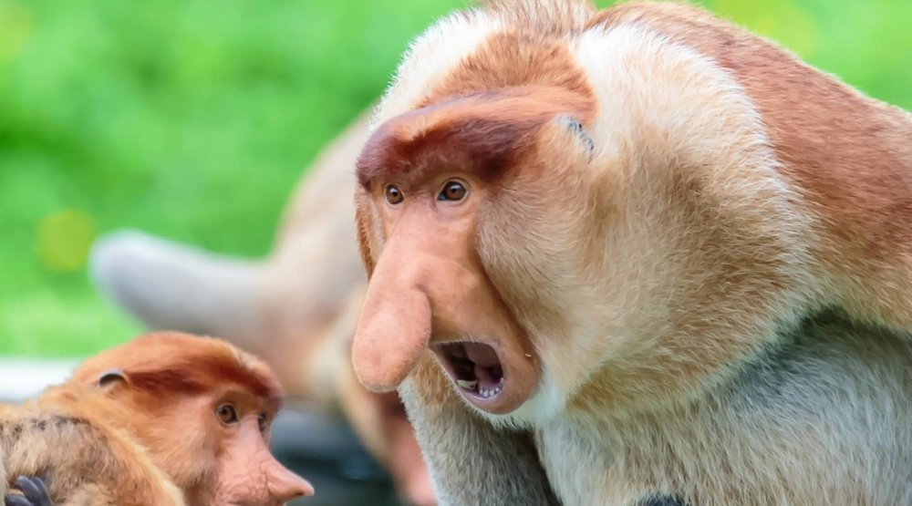 Колобус обезьяна