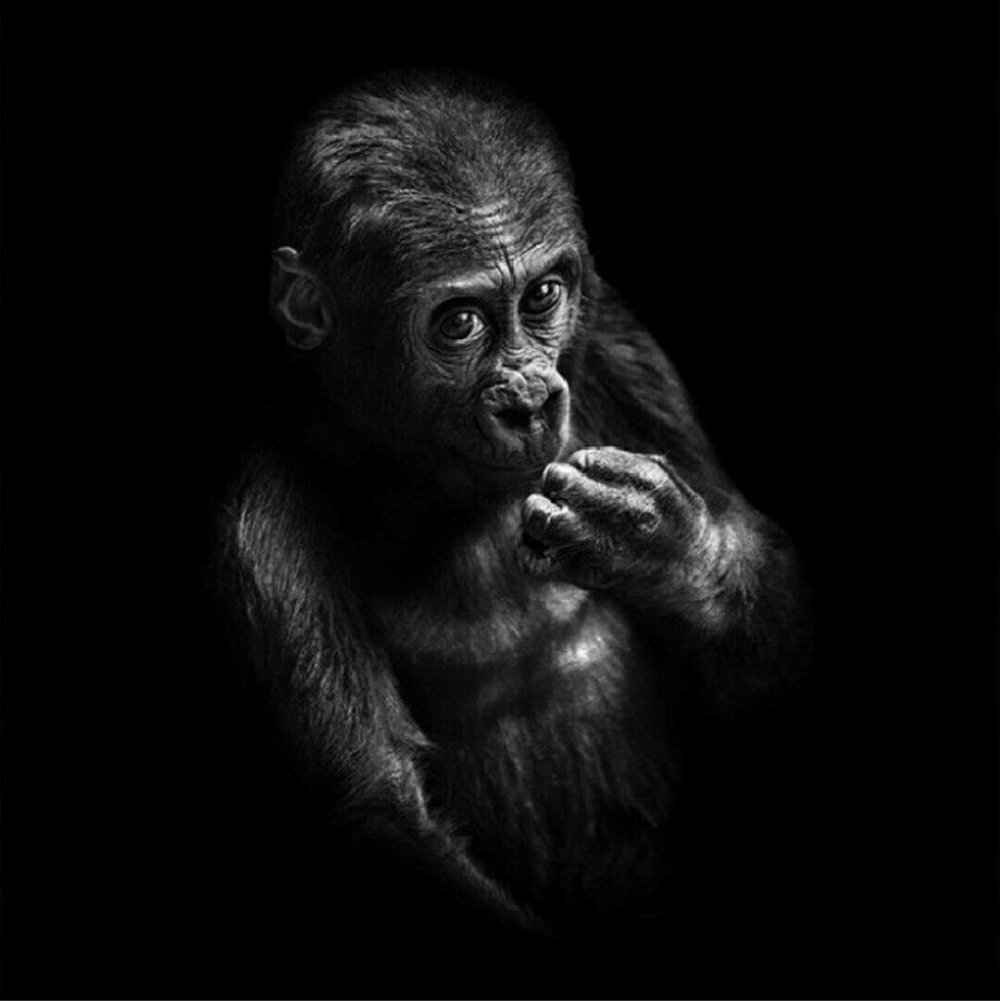 Обезьяна на темном фоне