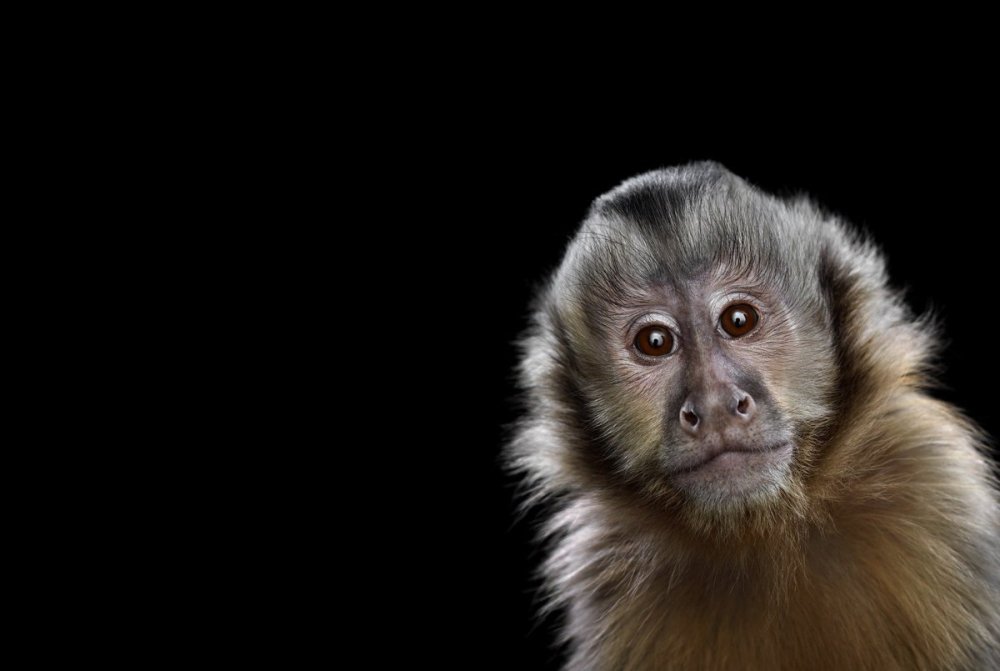 Обезьяна выглядывает