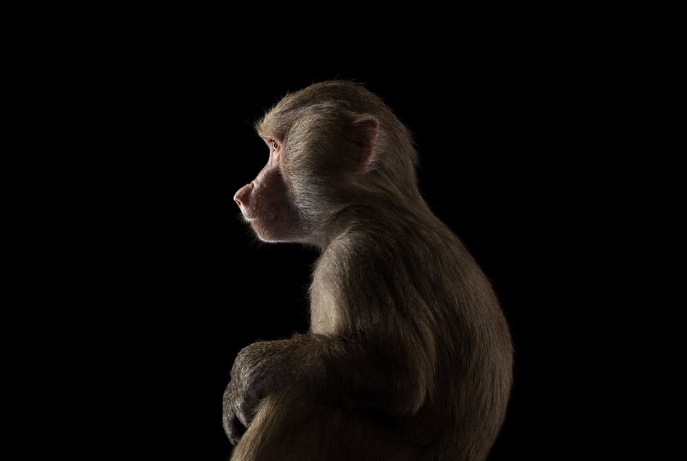 Обезьяна на черном фоне