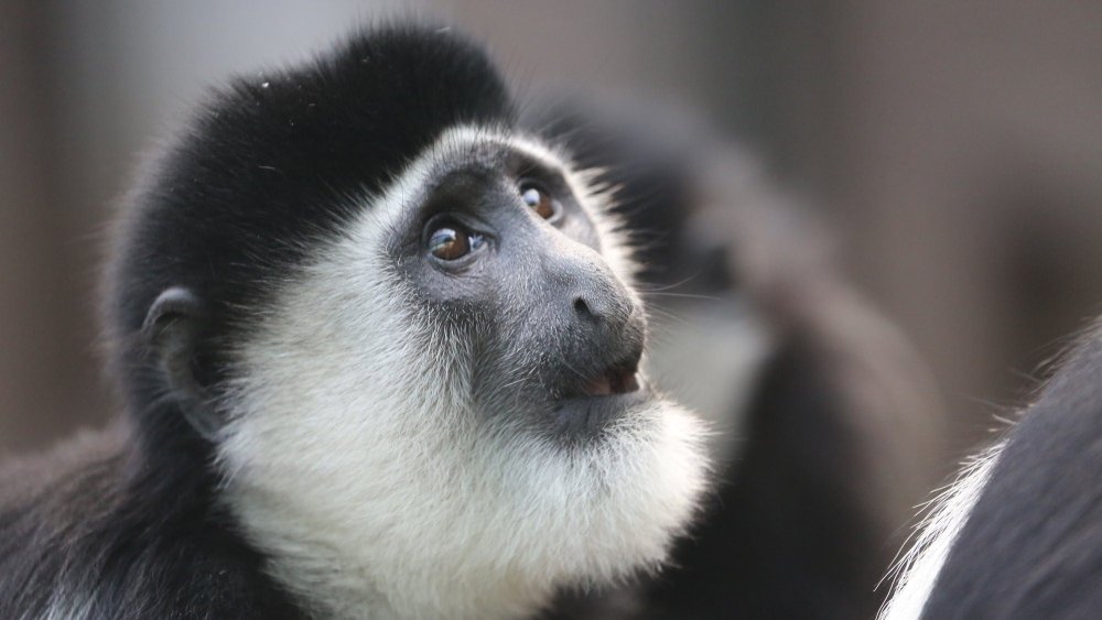 Обезьяна Восточный колобус