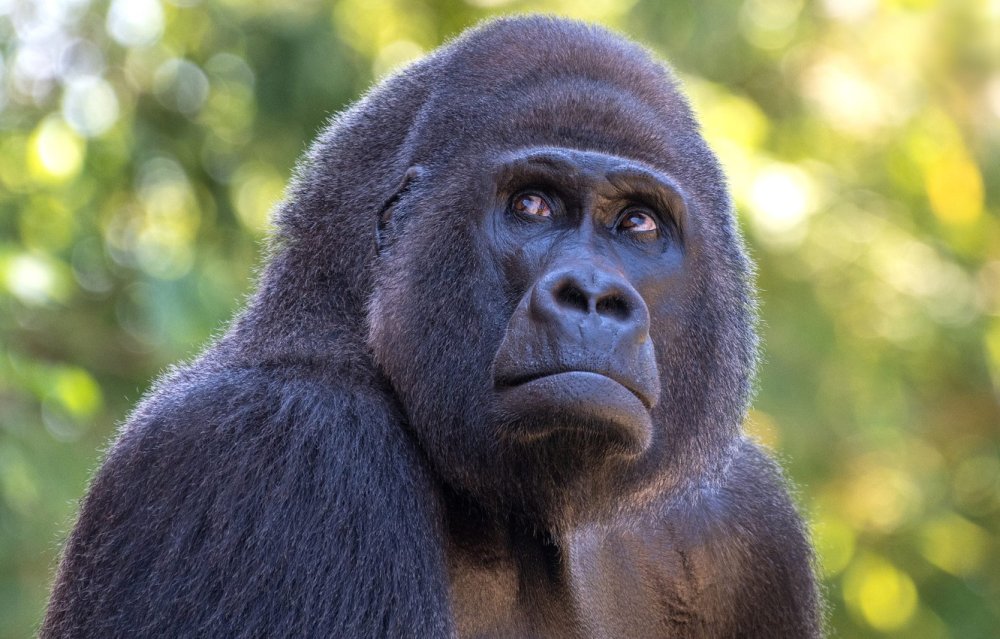 Миша обезьяна