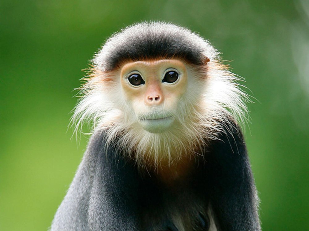 Белоголового лангура