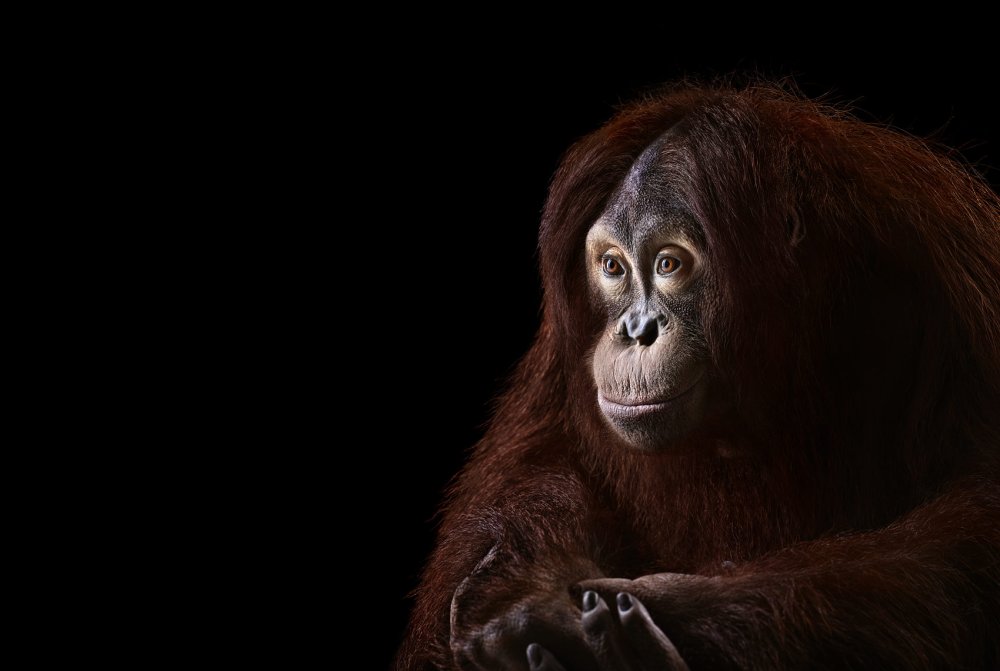 Обезьяна на темном фоне