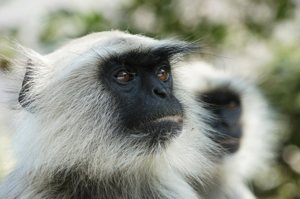 Белая обезьяна