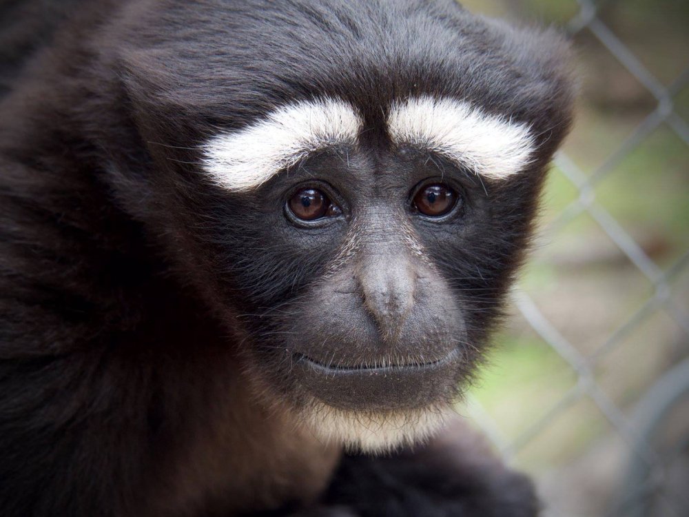 Обезьяна Восточный хулок