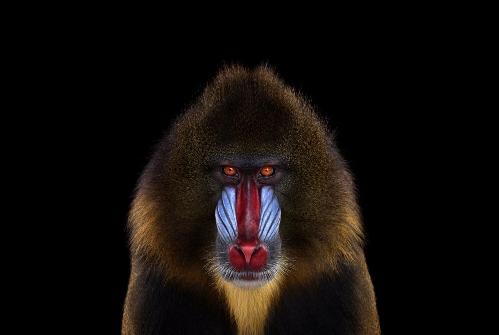 Павиан Мандрил