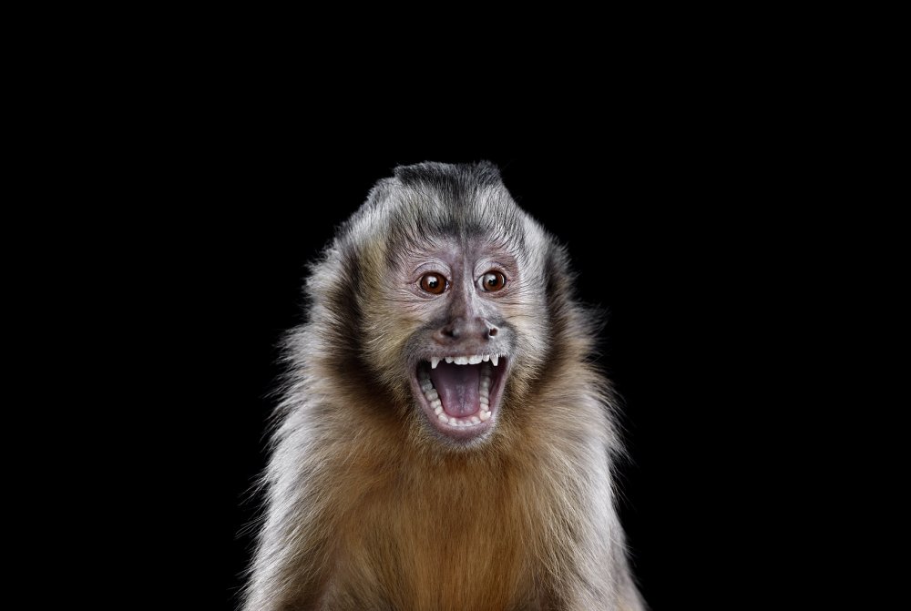 Злая обезьянка