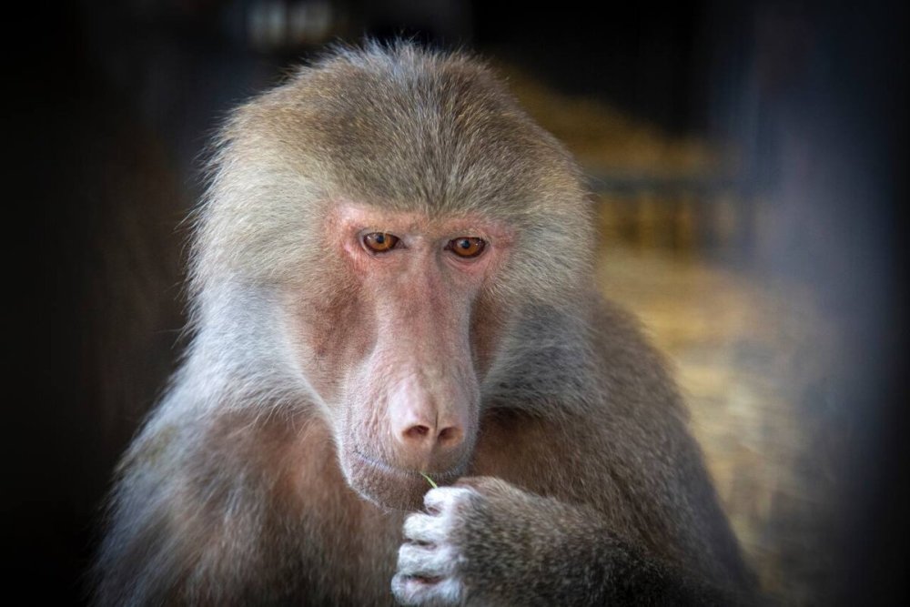 Обезьяна черно белая