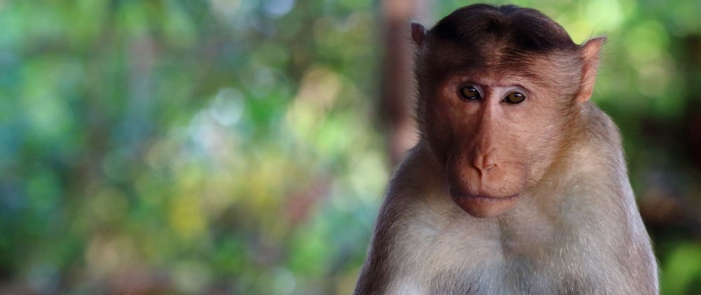 Мартышка даун