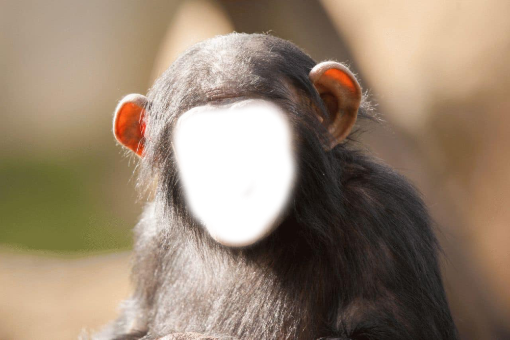 Пучок у обезьянки