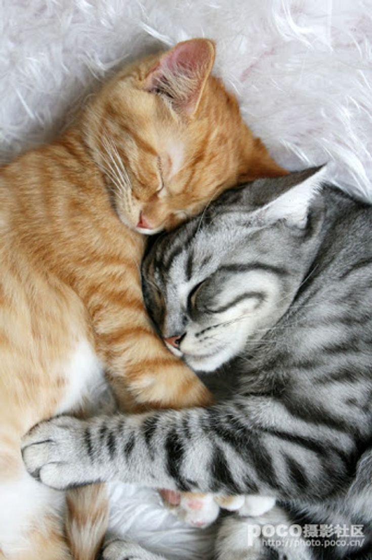 Коты спят в обнимку