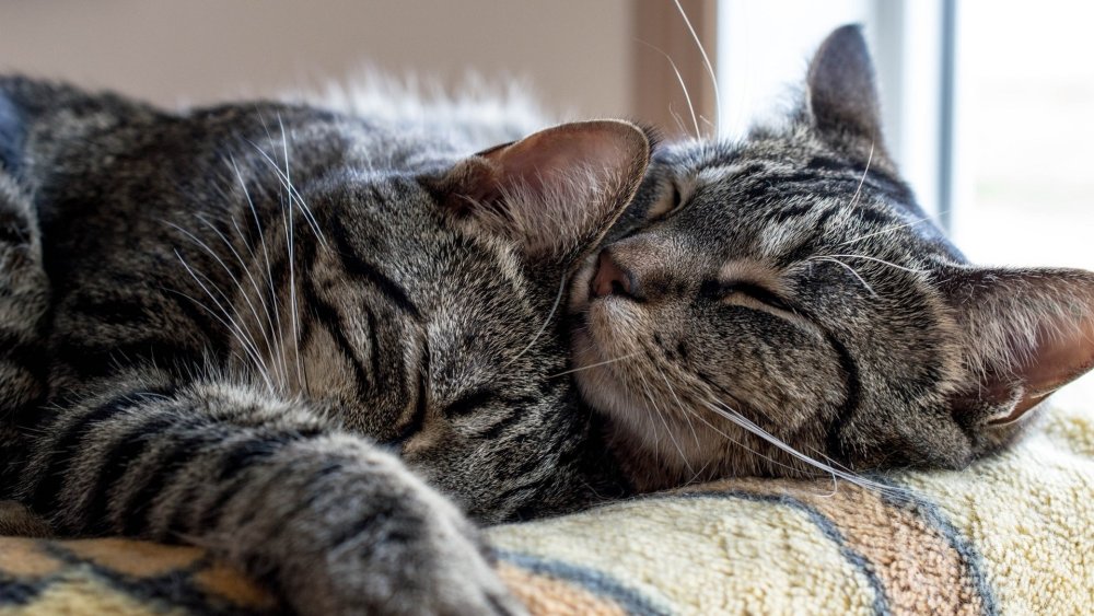 Кошки любовь