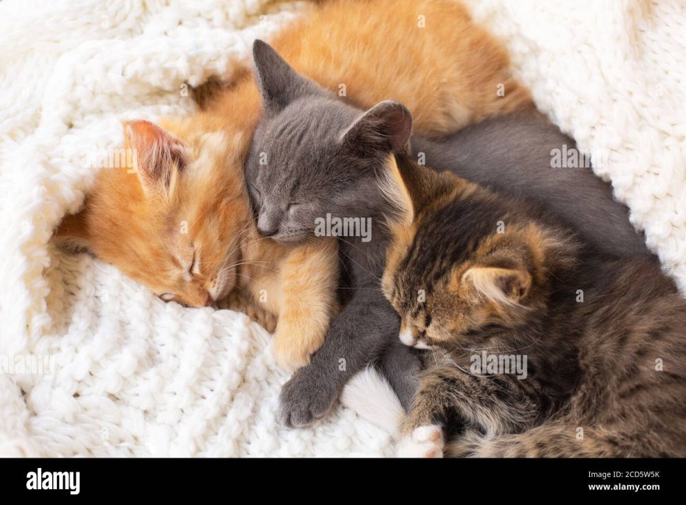 Три котенка спят