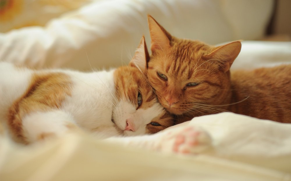 Влюбленный рыжий кот
