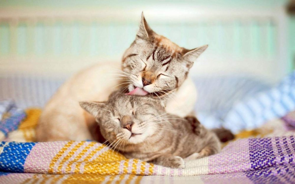 Кошки нежность