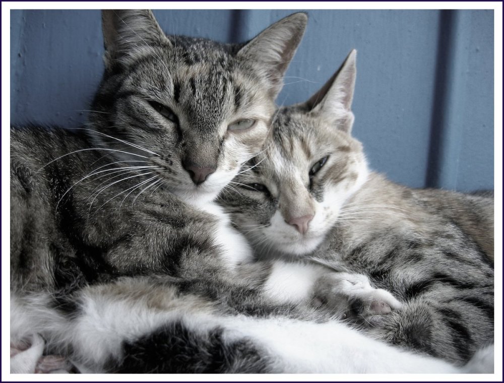 Кошки вдвоем