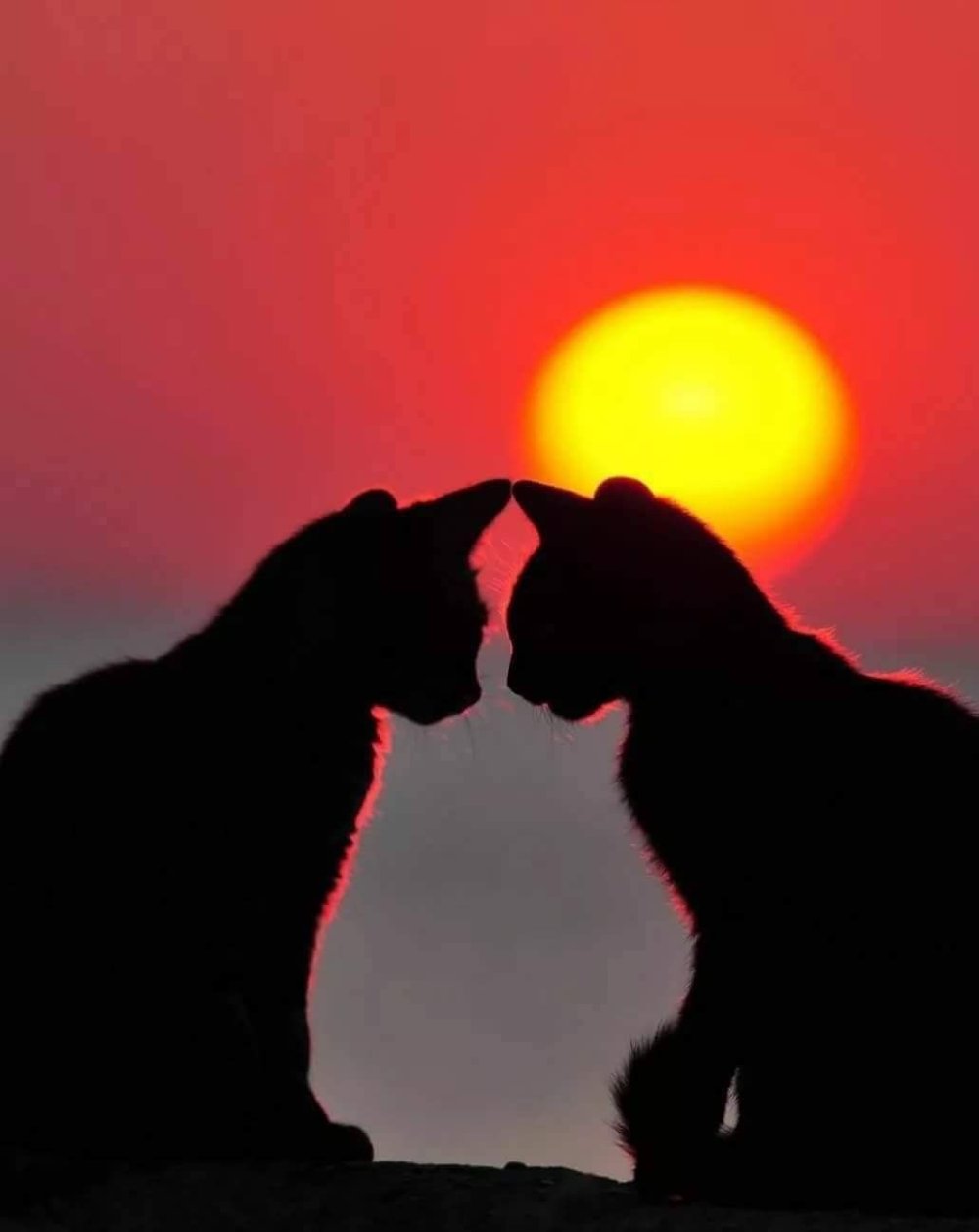 Котик на закате