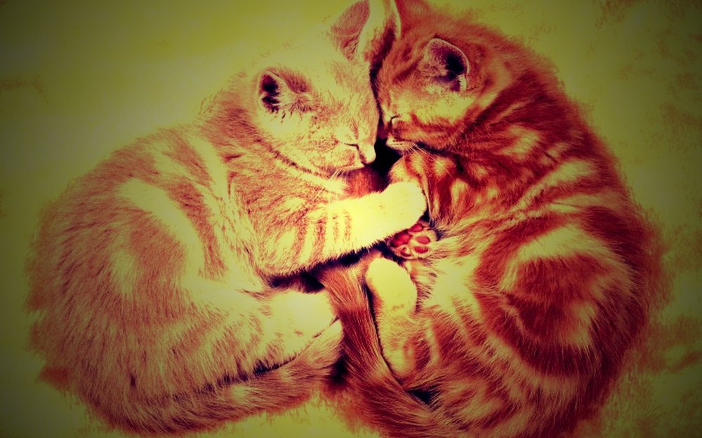 Рыжие коты в обнимку