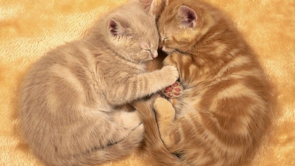 Влюбленные животные мультяшные