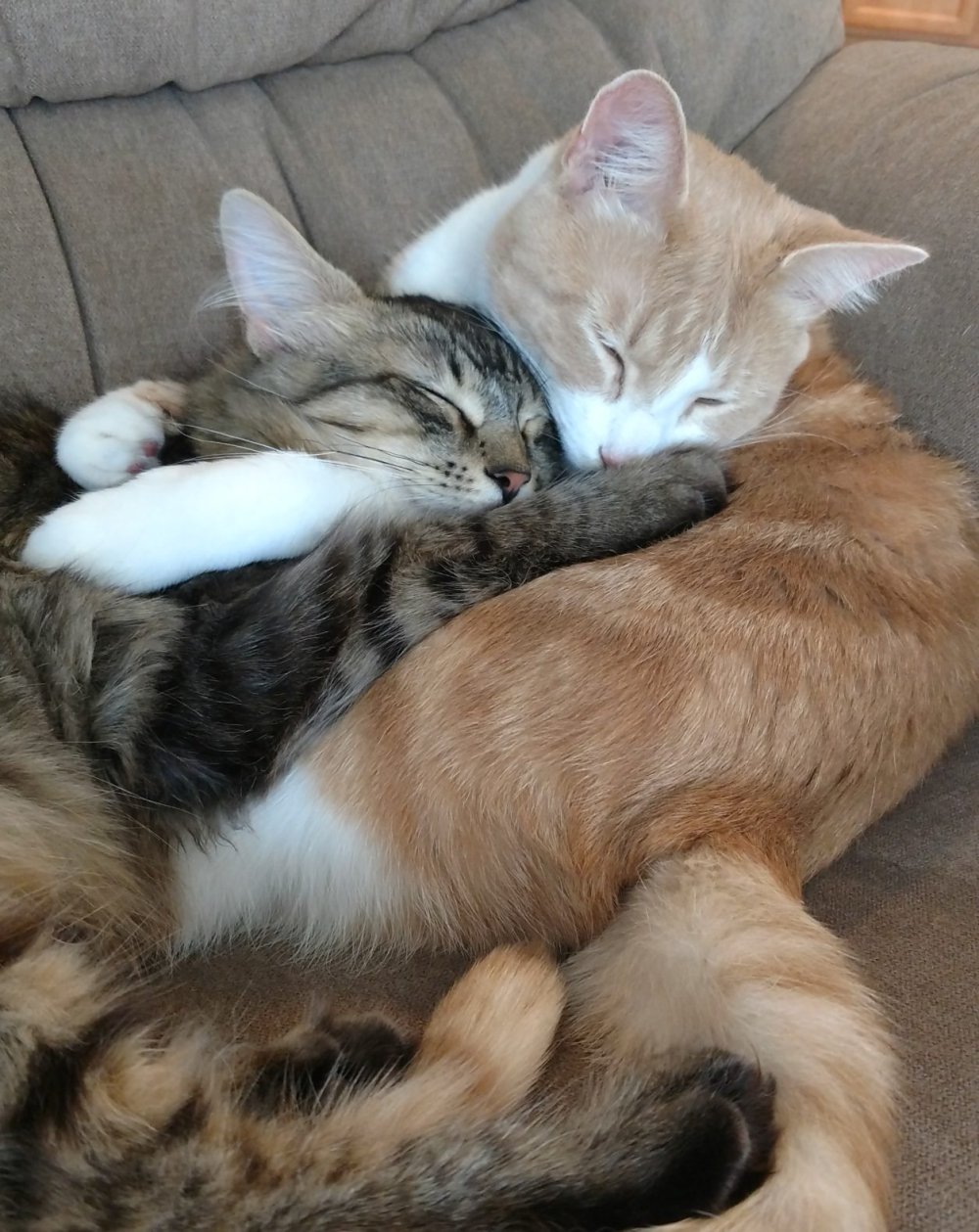 Коты спят в обнимку