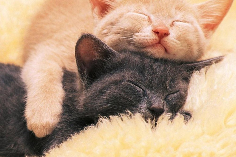 Котики обнимаются