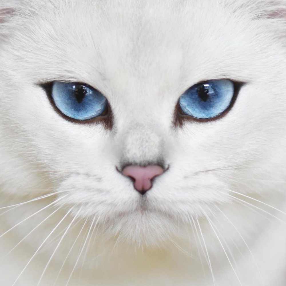 Микаэла и кошка